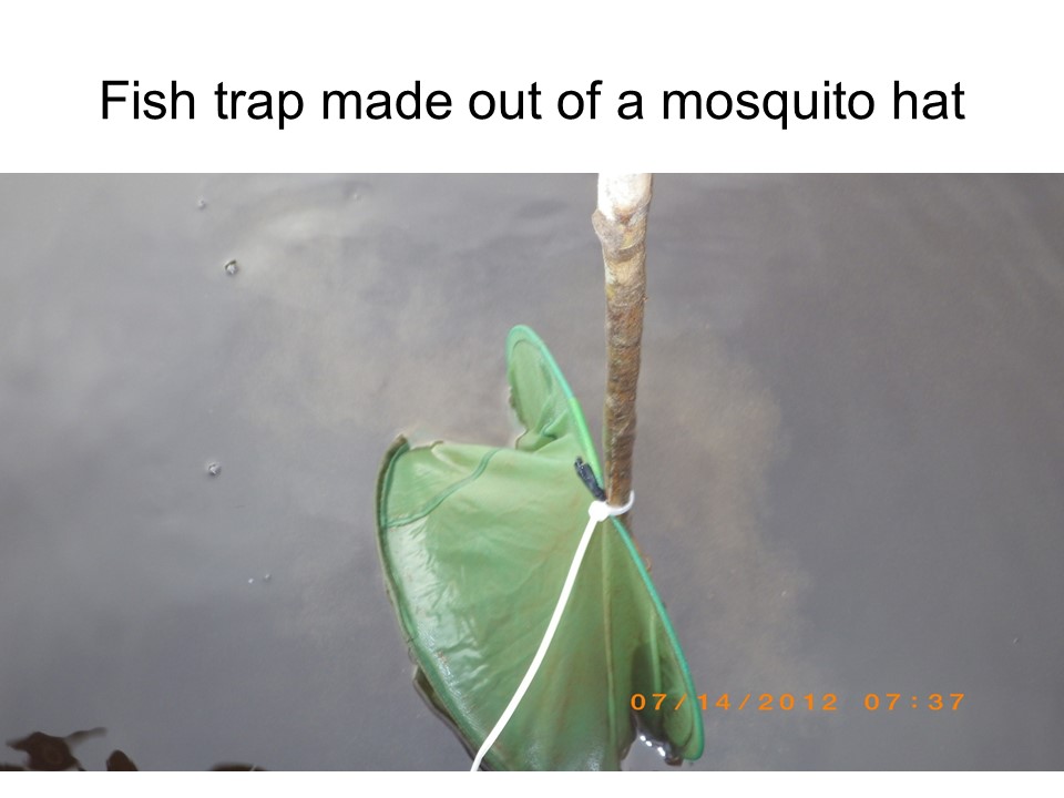Mosquito net trap.jpg